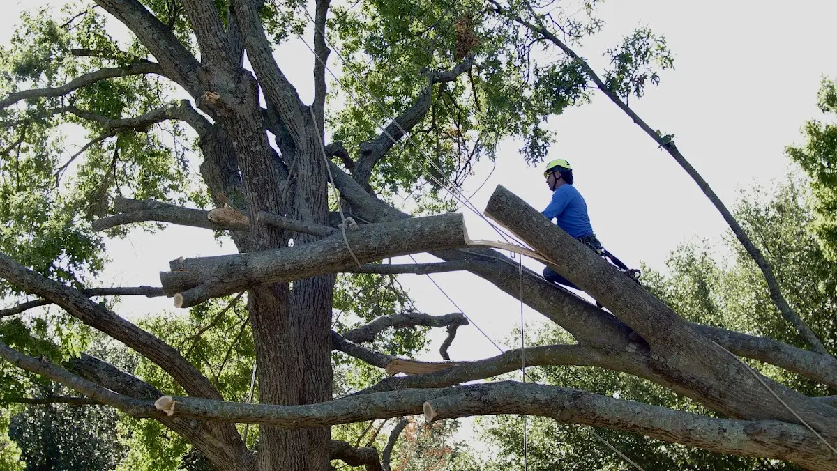 Professional Crown Thinning performed by certified arborists in Wisconsin Dells